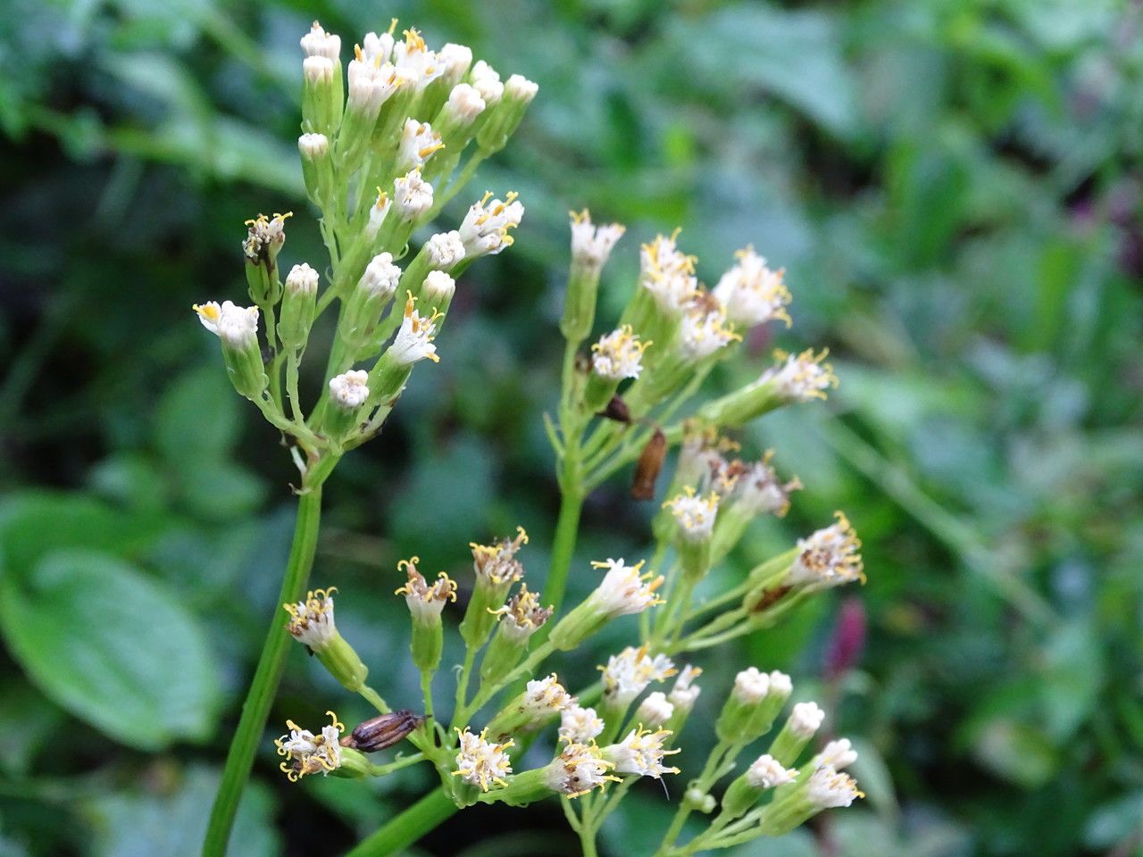 Senecio syringifolius flower