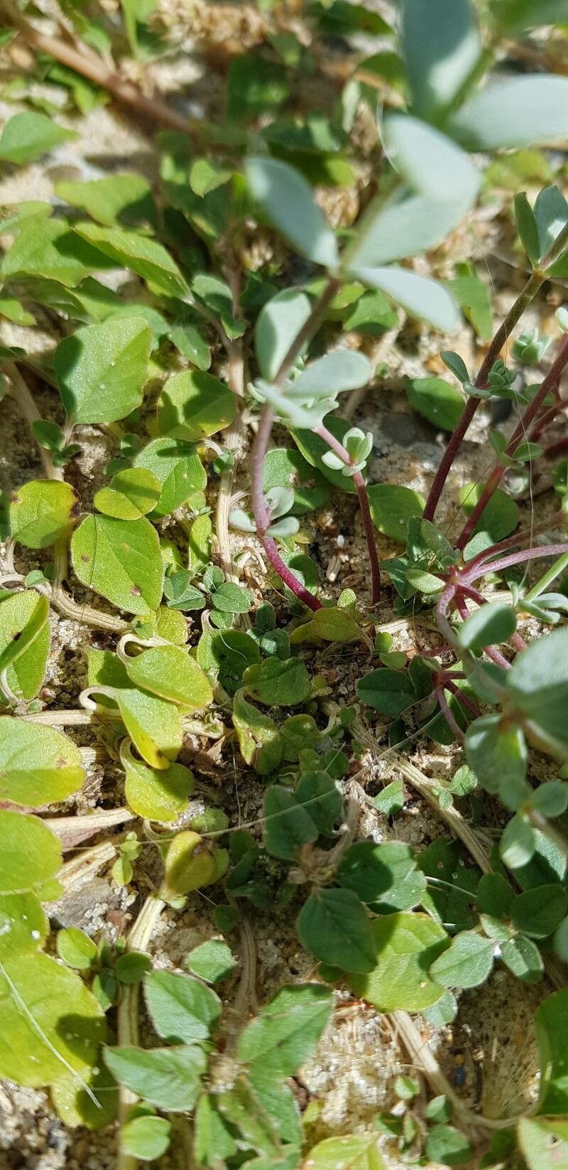 Linaria thymifolia bark