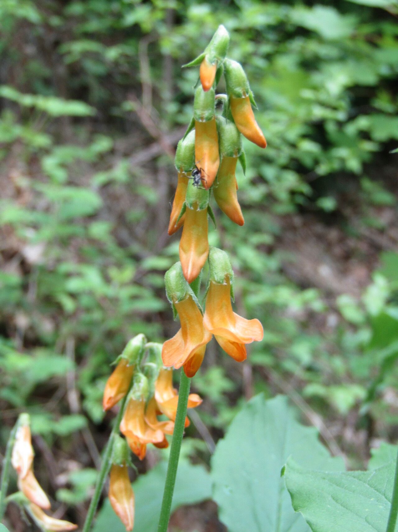 Lathyrus aureus flower