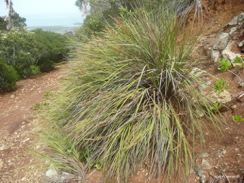 Machaerina deplanchei habit