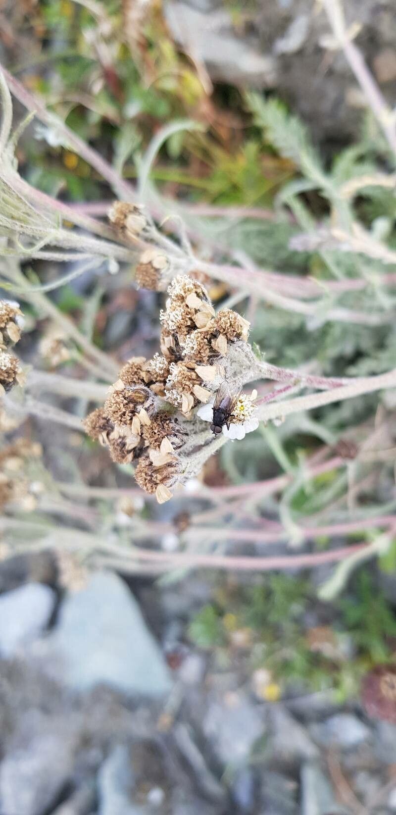 Achillea nana fruit