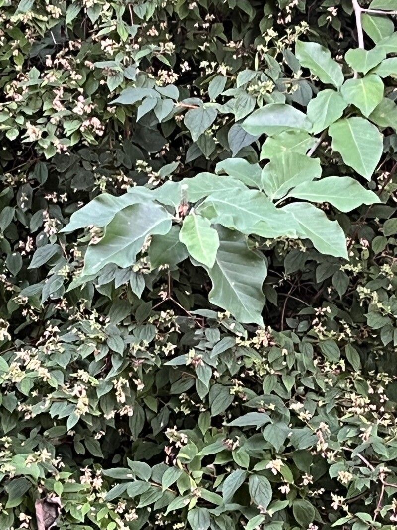 Lonicera lanceolata — search result for 'Lonicera'