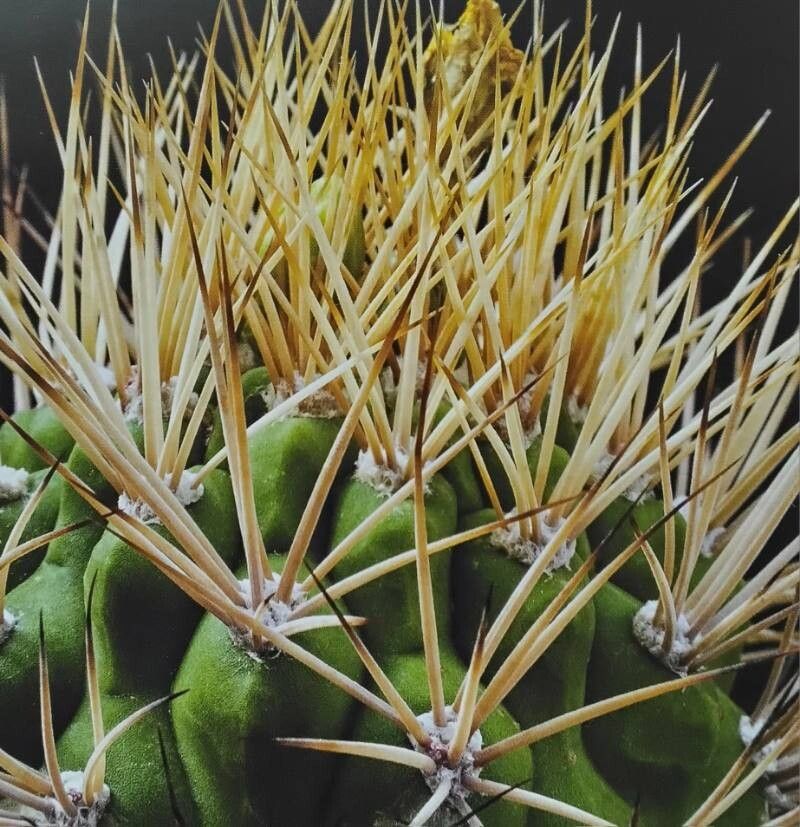 Rebutia fidaiana leaf