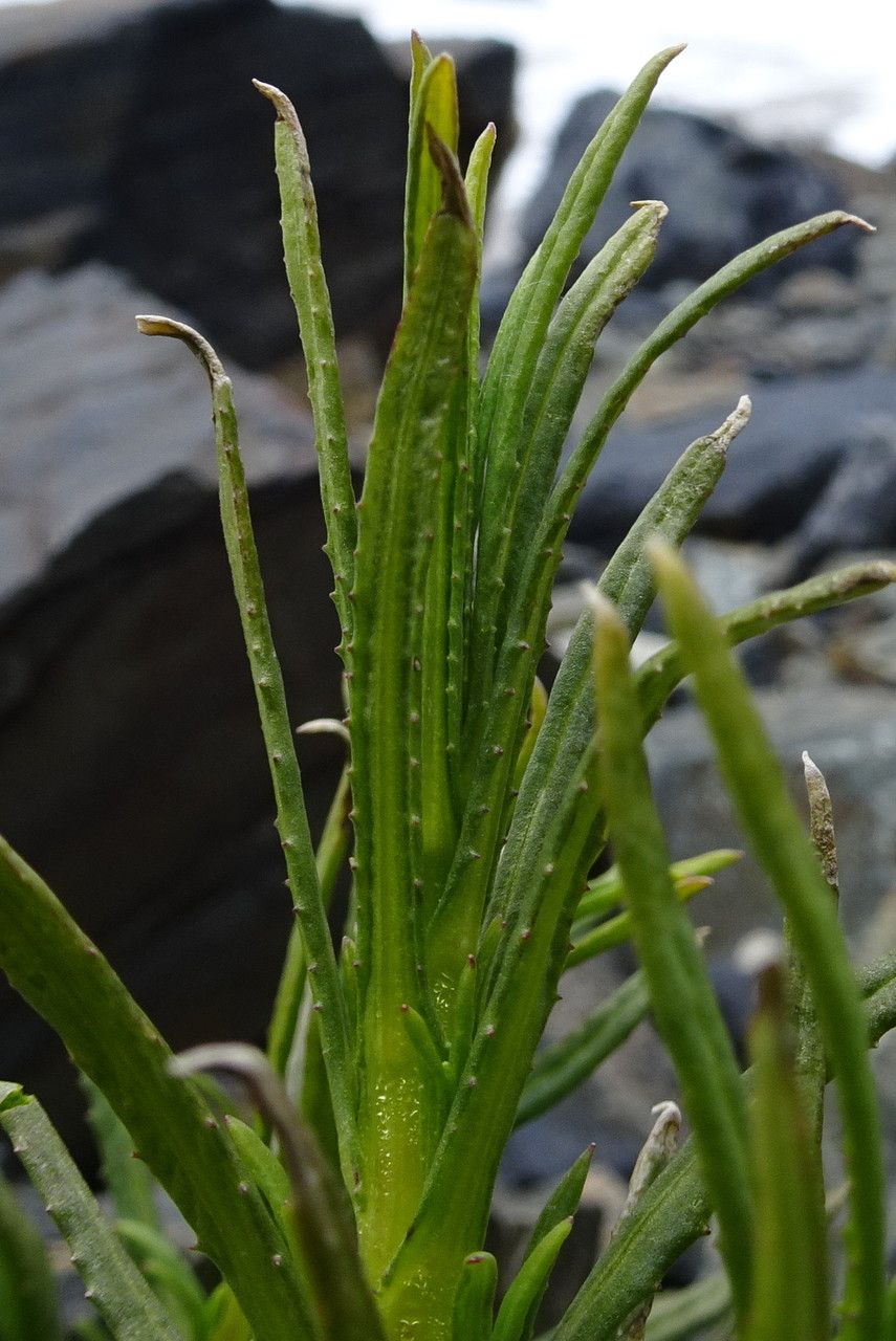 Senecio pentlandianus — houseplant care guide