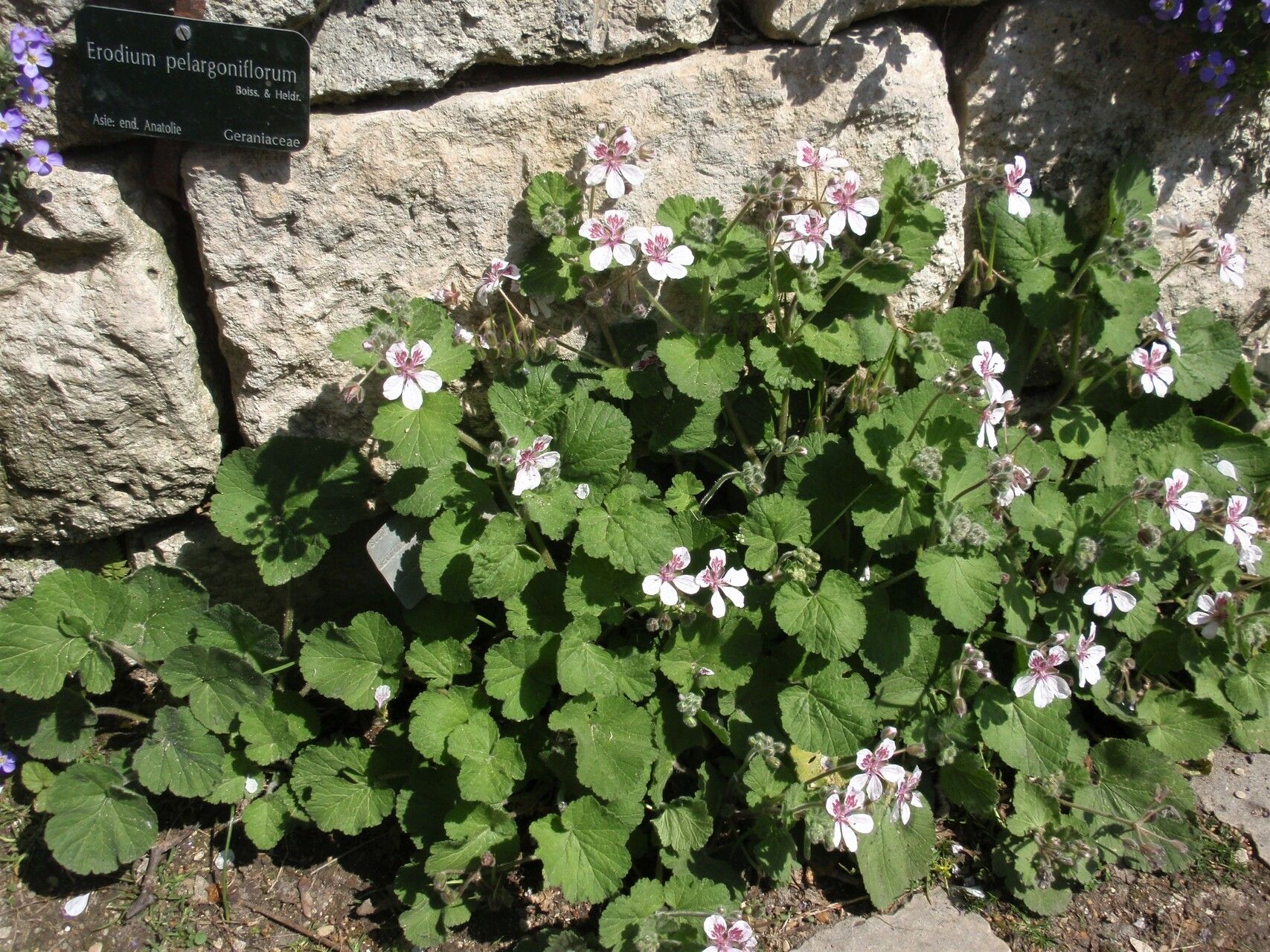 Erodium pelargoniflorum habit