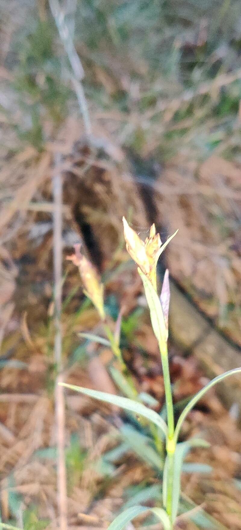 Dianthus seguieri fruit