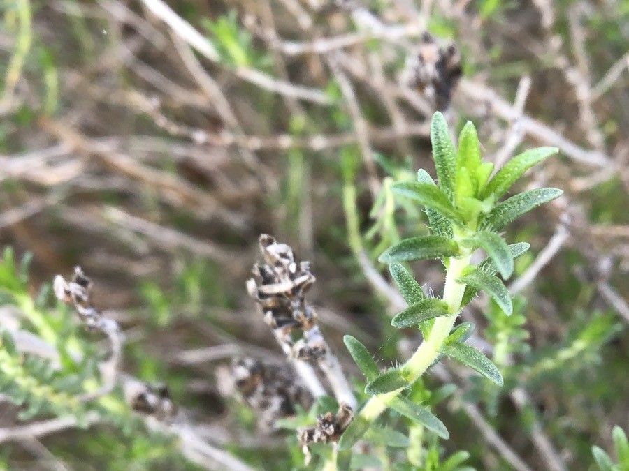 Thymbra capitata — search result for 'Greece'