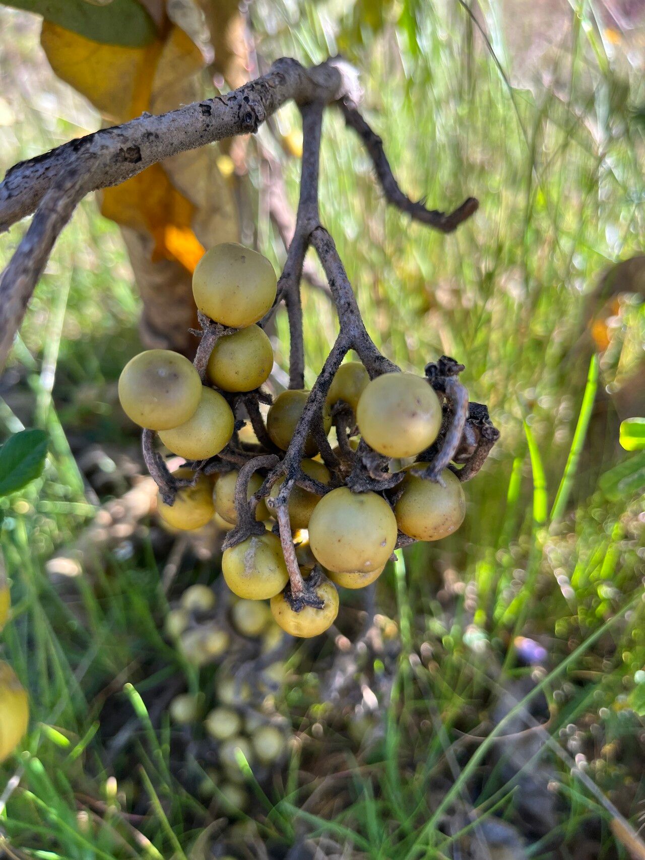 Solanum glutinosum fruit