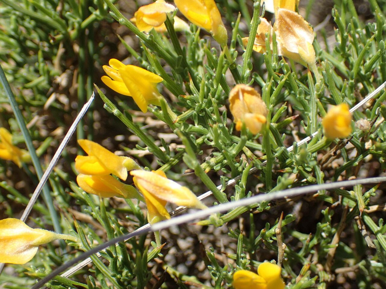 Genista lobelii flower