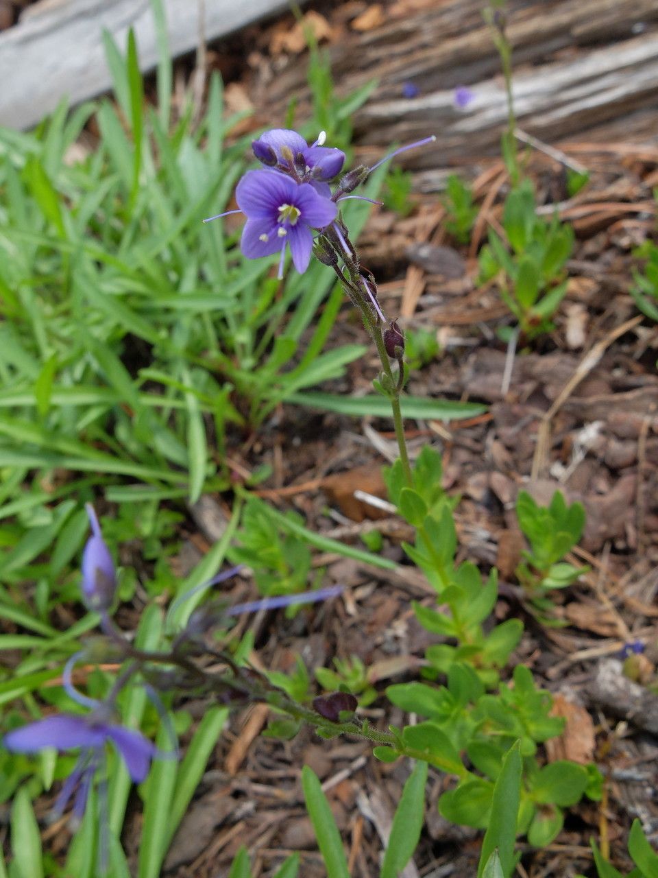 Veronica cusickii habit