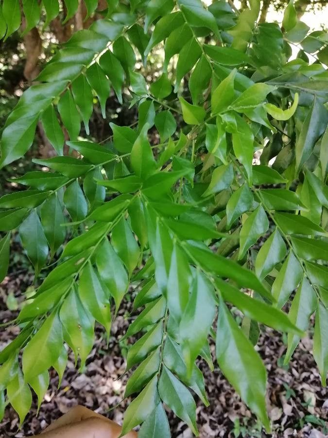 Picramnia antidesma — search result for 'Honduras'