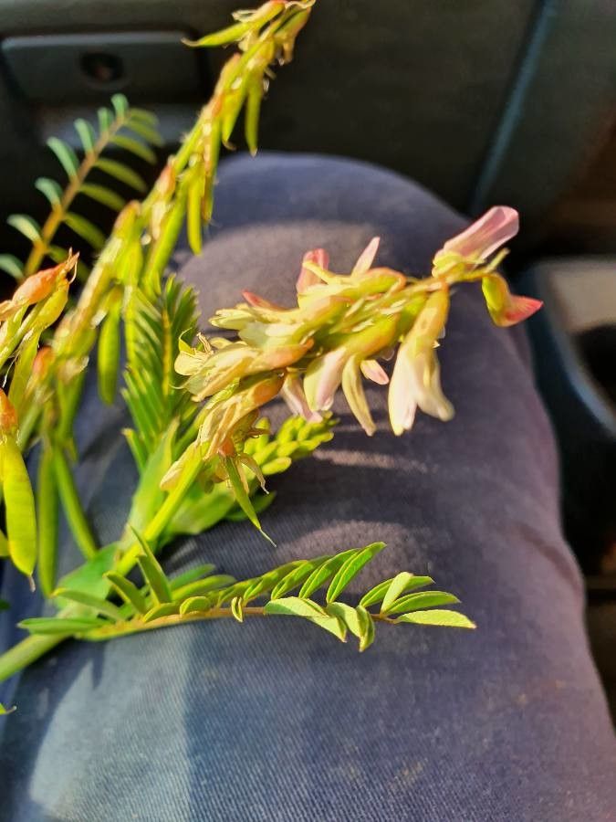 Astragalus atropilosulus flower