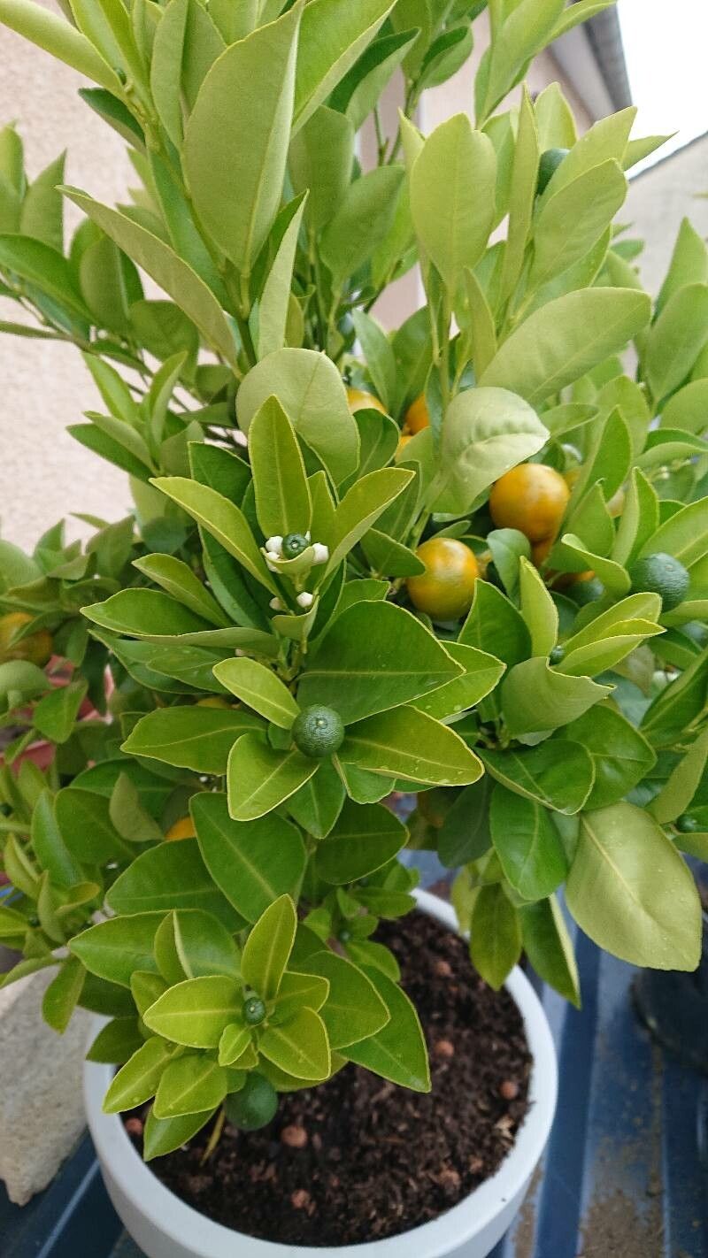 Citrus x limonia — search result for 'Citrus'