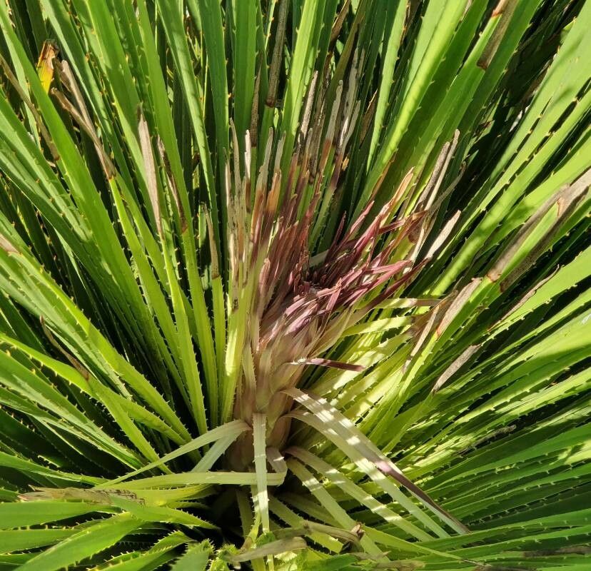 Dasylirion miquihuanense — search result for 'Dasylirion'