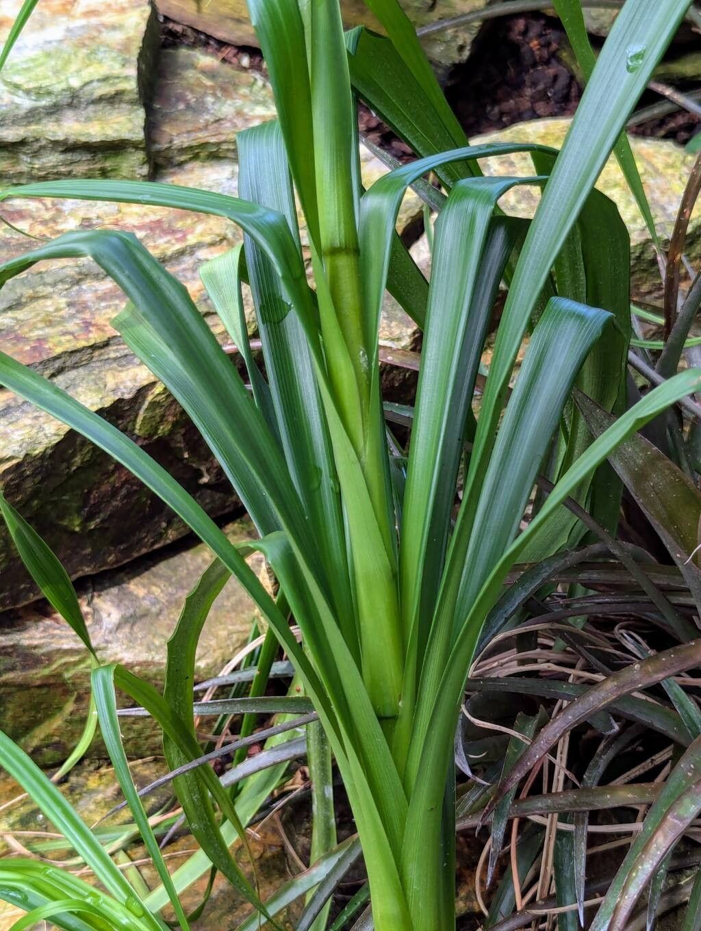 Pitcairnia longissimiflora leaf