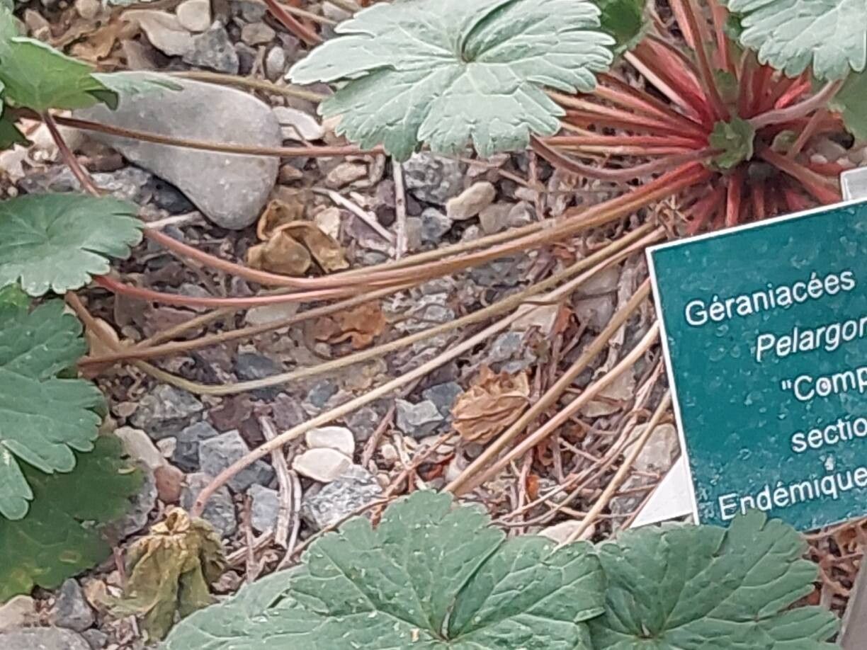 Pelargonium karooicum other