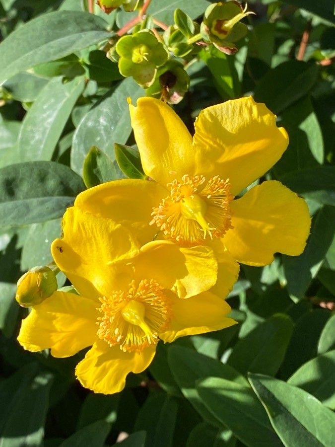 Hypericum × hidcoteense flower