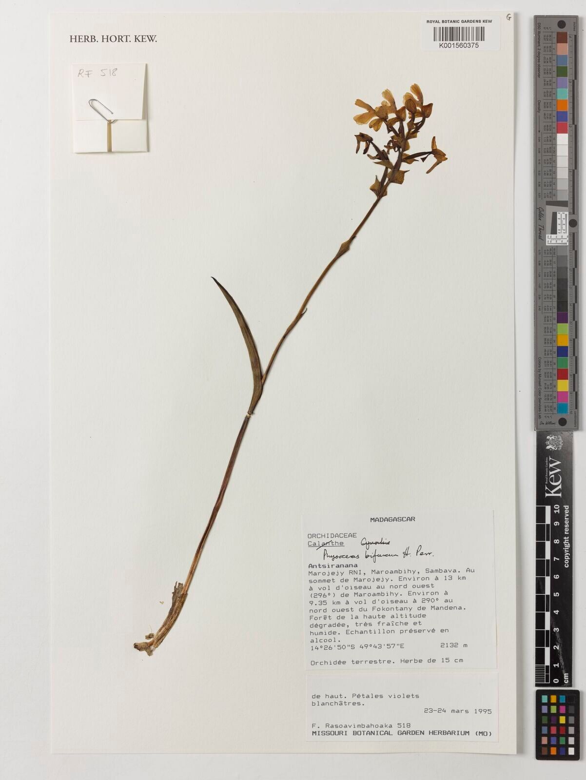 Cynorkis bifurca — houseplant care guide