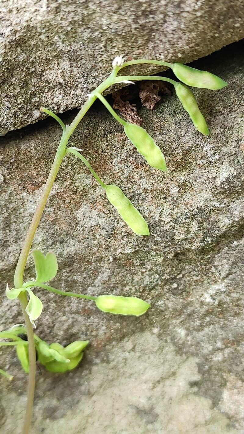 Pseudo-fumaria lutea fruit