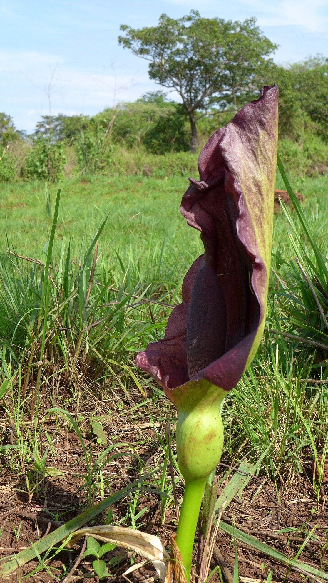 Amorphophallus abyssinicus flower
