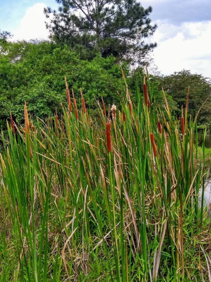 Typha domingensis