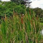 Typha domingensis