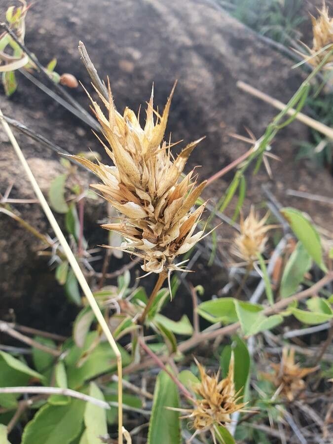 Barleria eranthemoides fruit