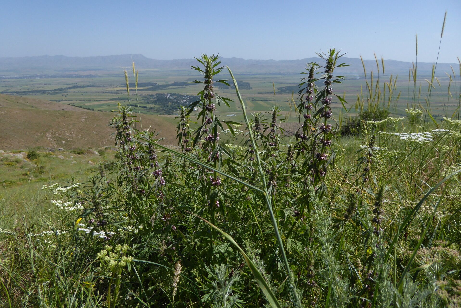 Leonurus turkestanicus flower