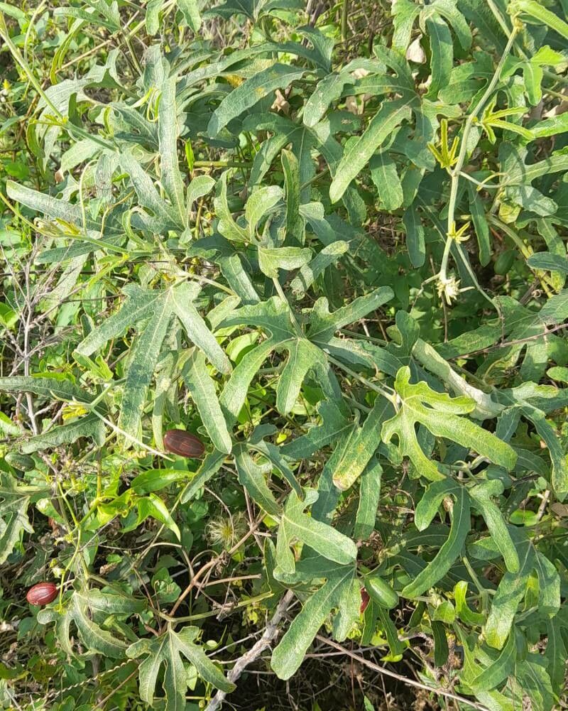 Cayaponia podantha habit