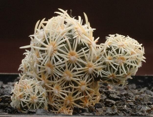 Escobaria minima leaf