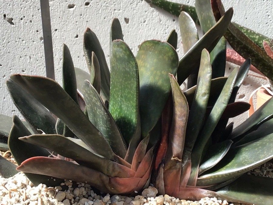 Gasteria disticha — search result for 'Aloe'