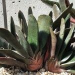 Gasteria disticha
