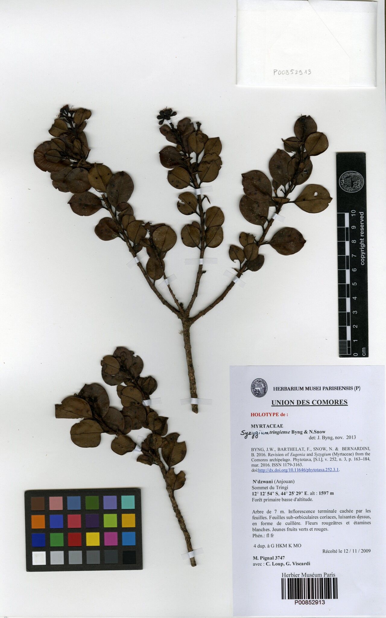 Syzygium tringiense — houseplant care guide