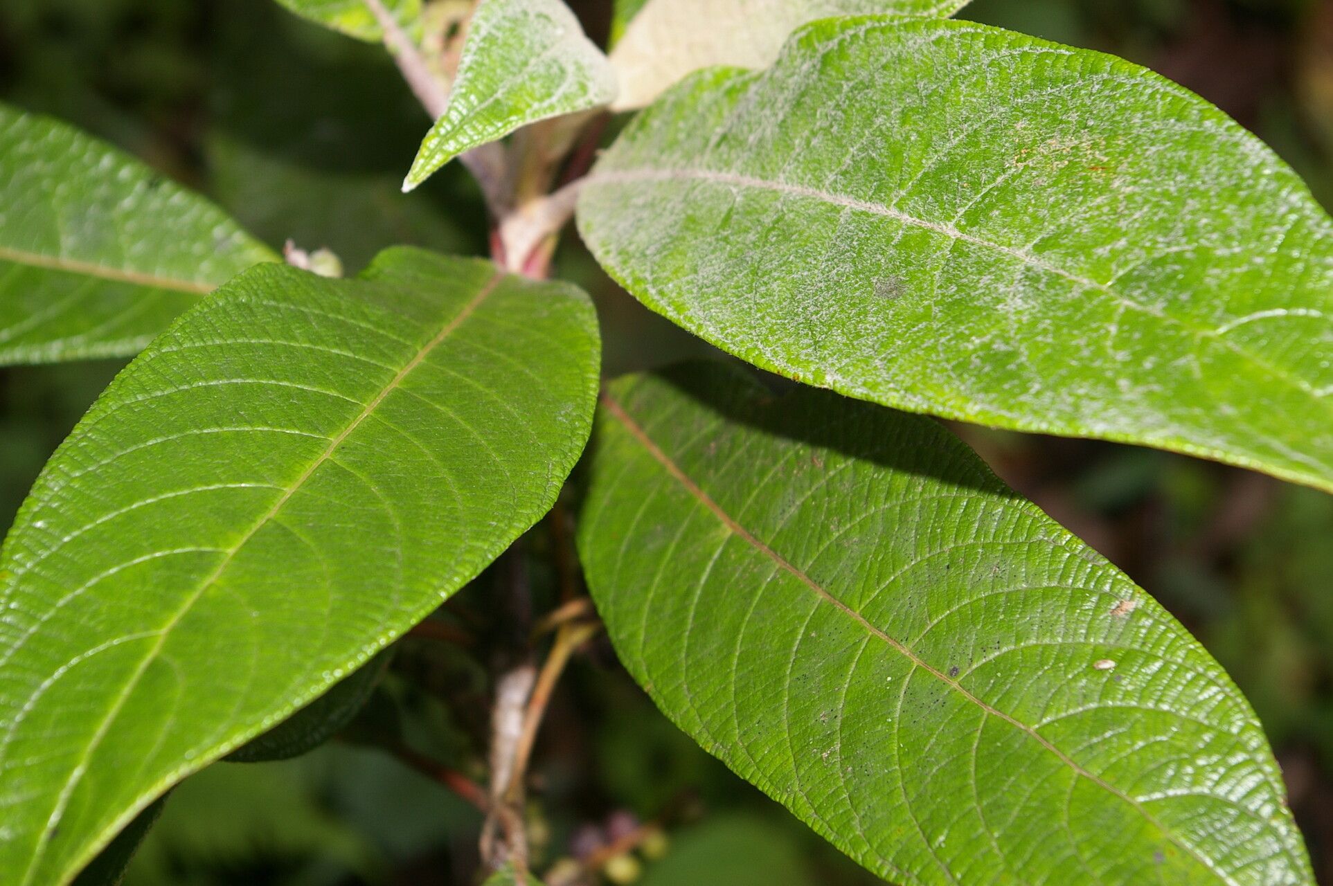 Guettarda tournefortiopsis — houseplant care guide