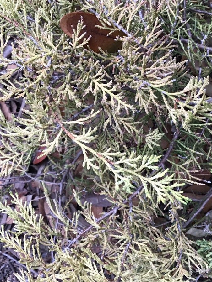 Juniperus × media — search result for 'Juniperus'