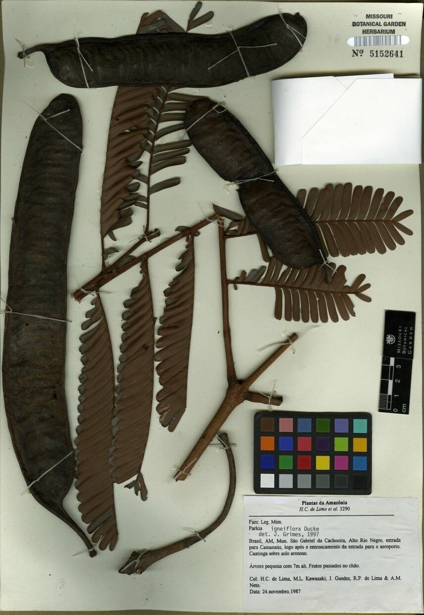 Parkia igneiflora — search result for 'Parkia'