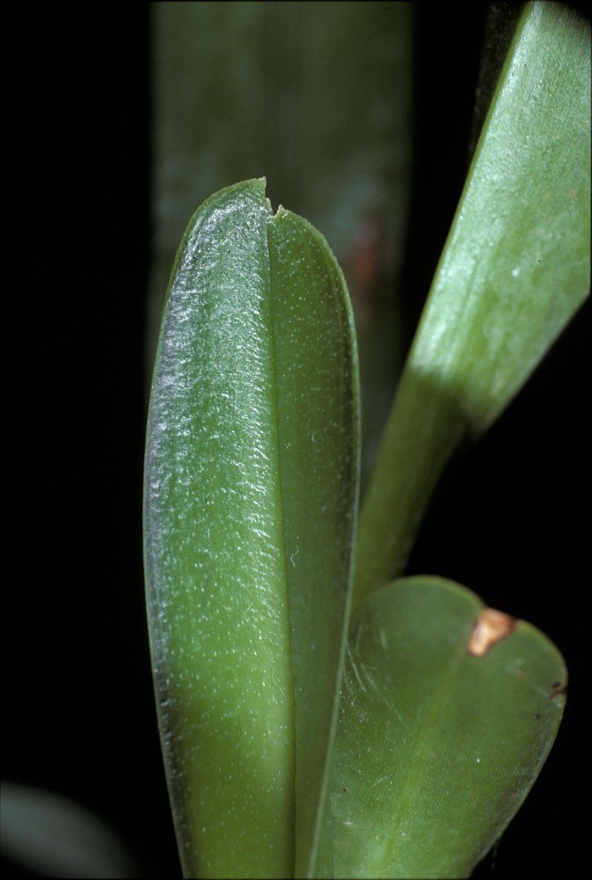 Maxillaria superflua — search result for 'Maxillaria'