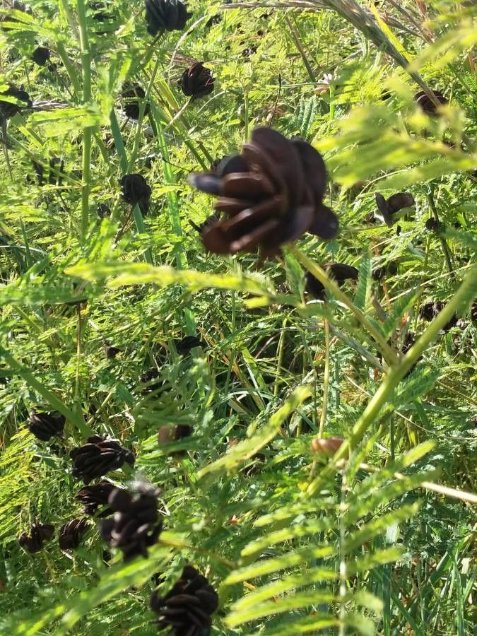 Desmanthus illinoensis flower