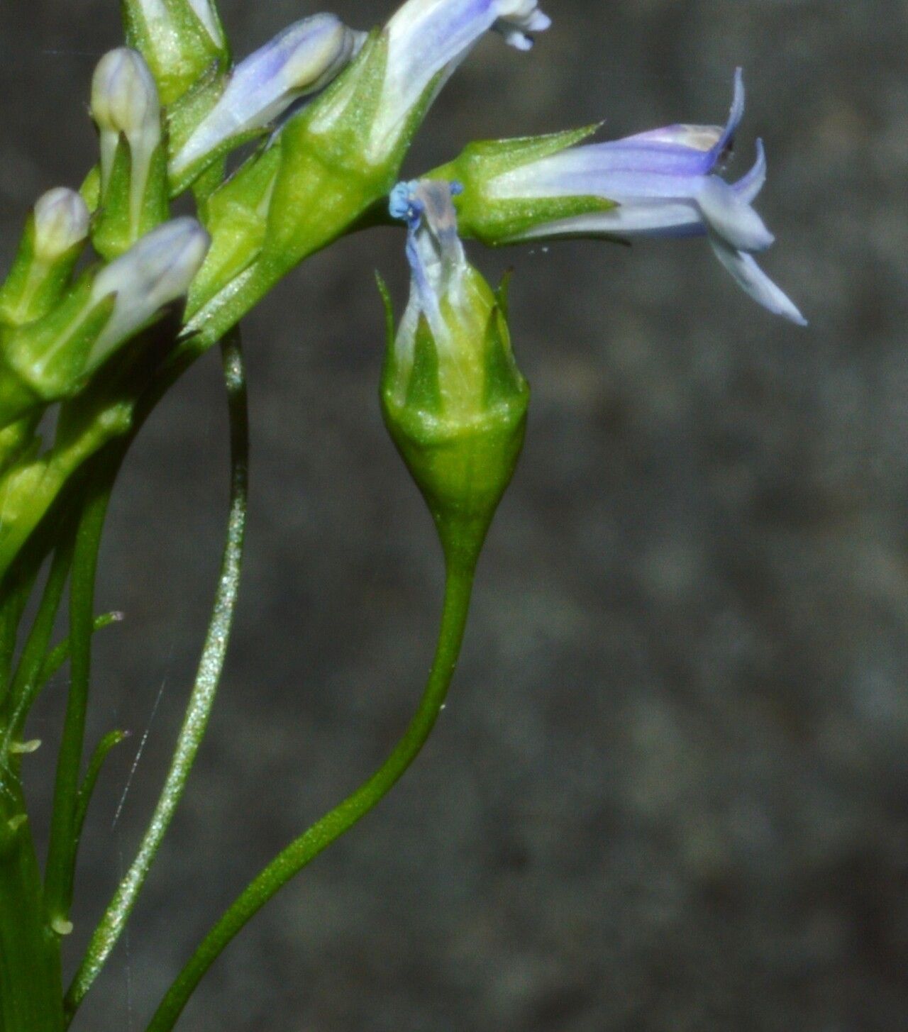 Lobelia cliffortiana flower