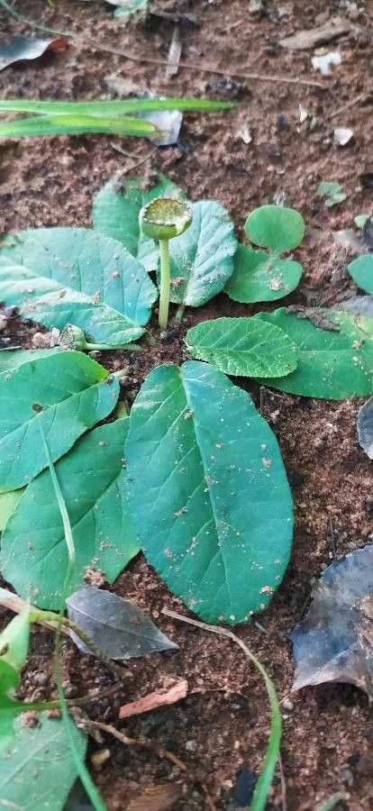 Dorstenia brasiliensis flower