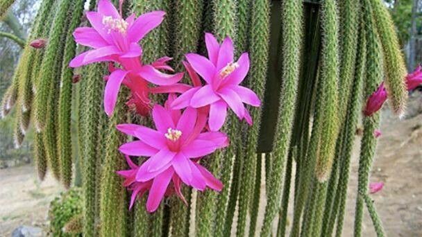 Disocactus flagelliformis flower