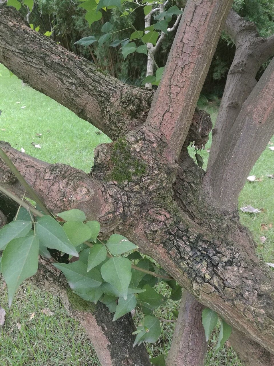 Erythrina corallodendron bark