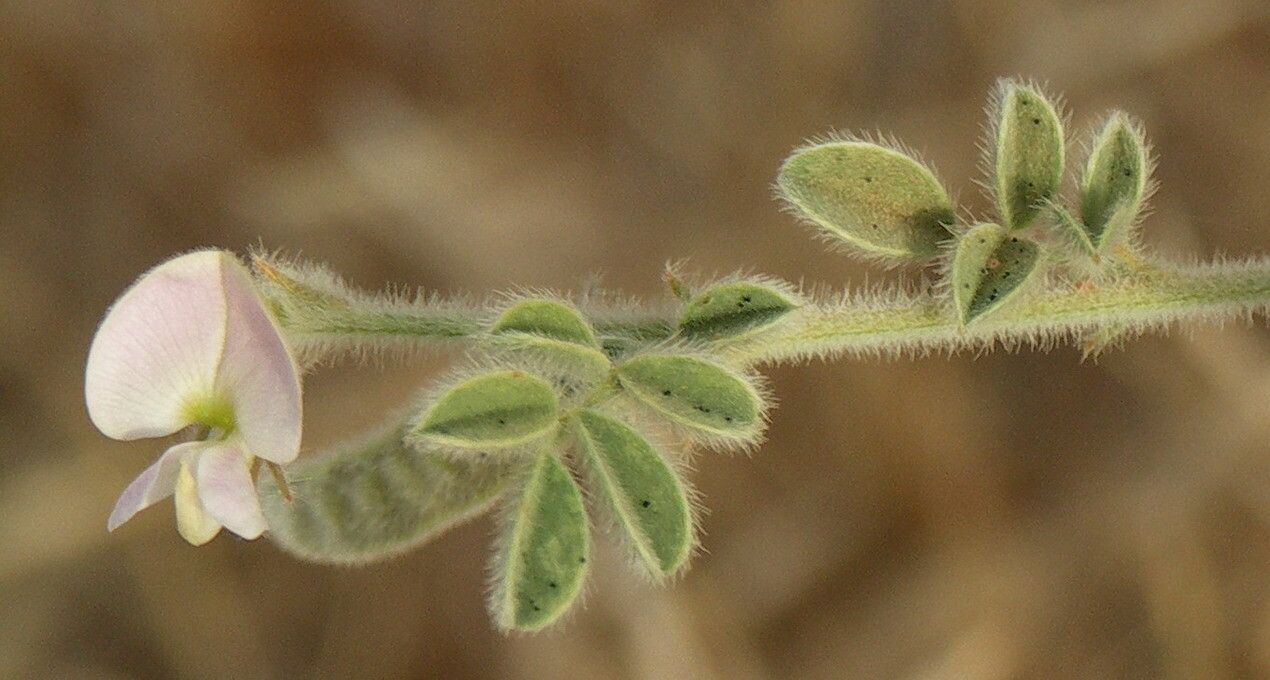 Tephrosia uniflora — search result for 'Tephrosia'