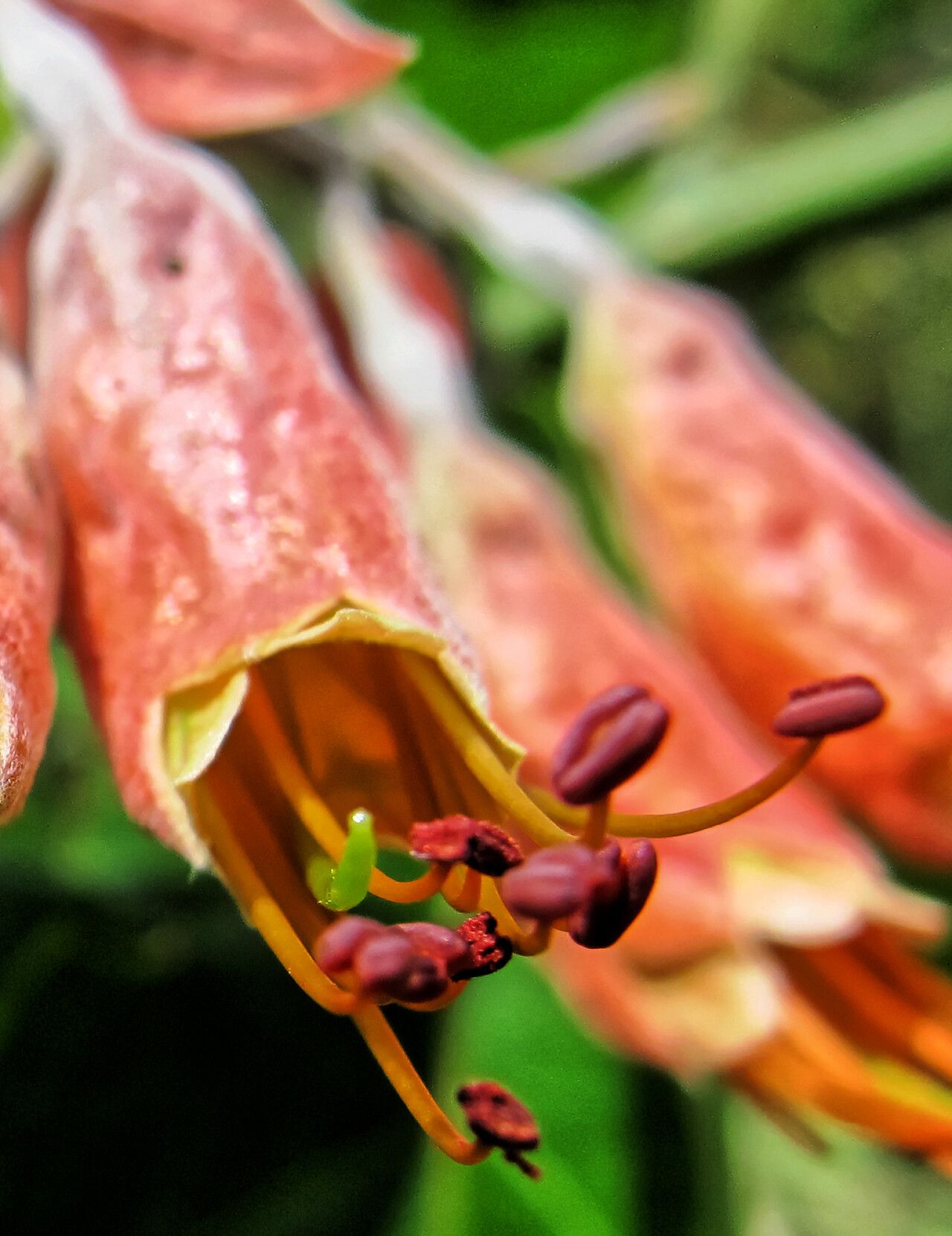 Combretum platypterum flower