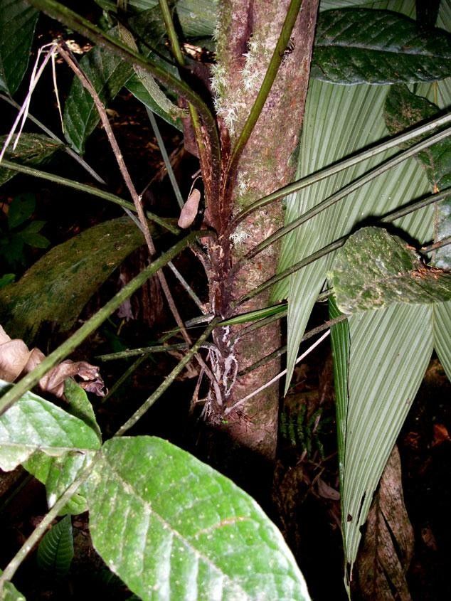 Mickelia nicotianifolia other
