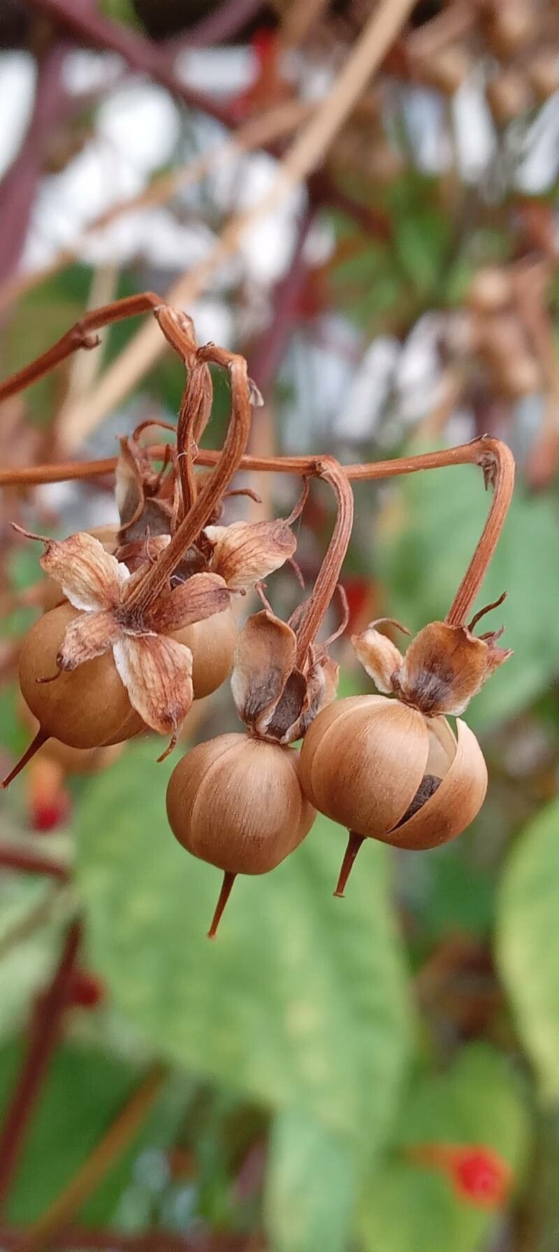 Ipomoea hederifolia fruit