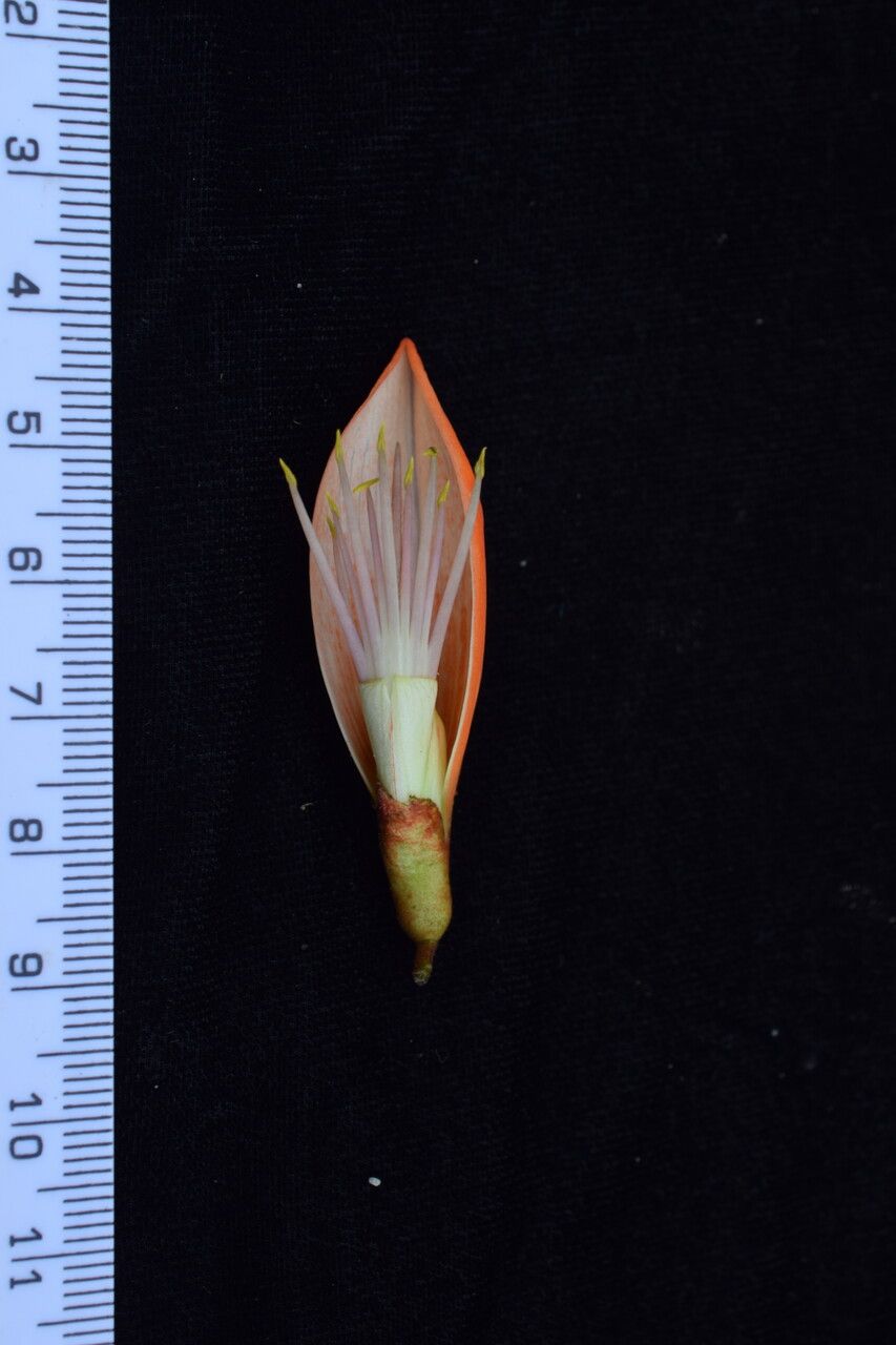 Erythrina arborescens other