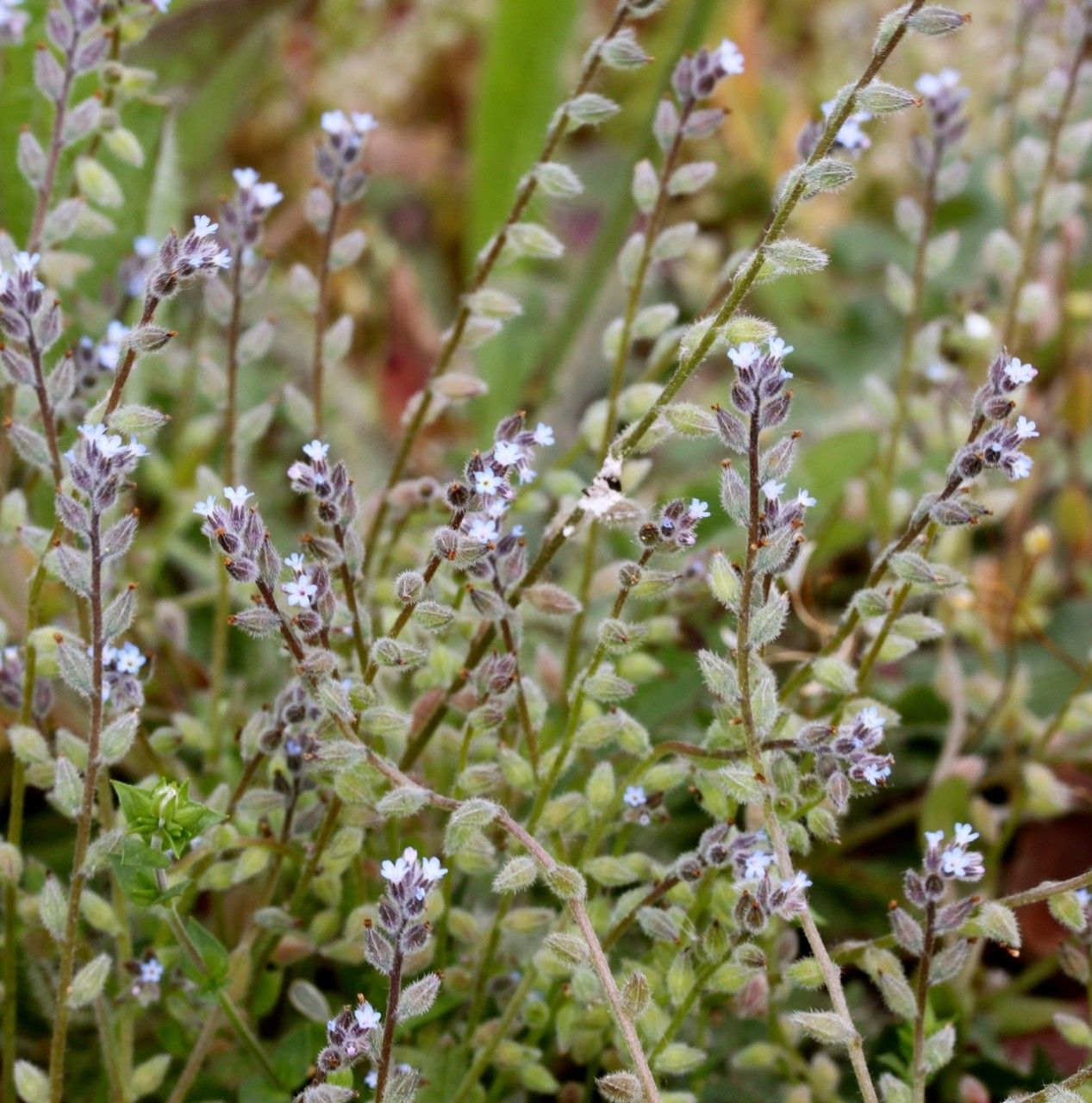 Myosotis verna habit