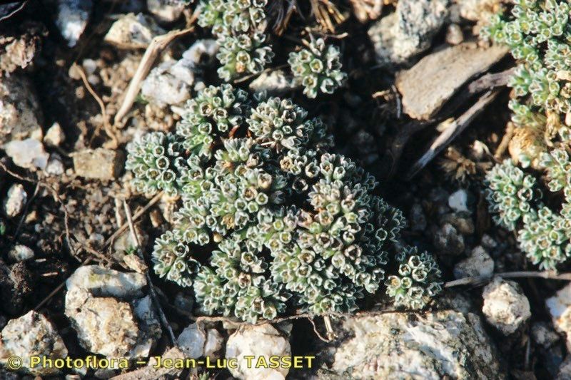 Scleranthus burnatii — related species from the same genus