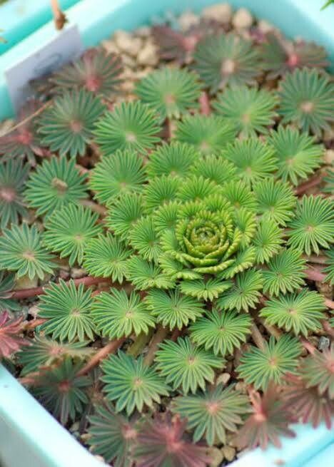 Oxalis palmifrons habit